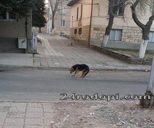 Тровят кучетата в Момчилград с антифриз? Жертвите са 50, спасените животни - 150! (СНИМКИ/ВИДЕО)
