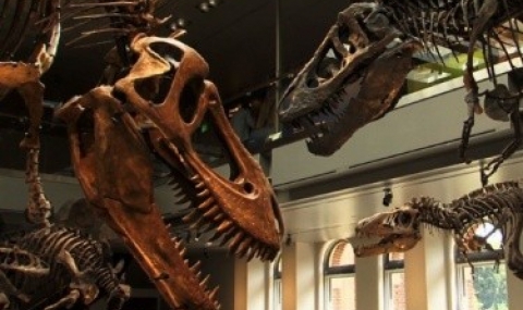 Откриха опашка на динозавър, запечатана в кехлибар