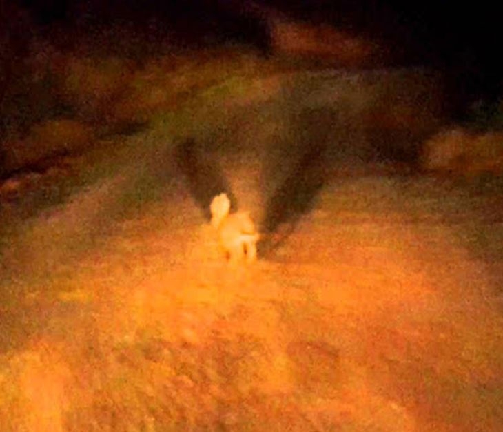 Бракониери с джипове върлуват по тъмна доба в Кърджалийско със „стрелба по стоящ заек“