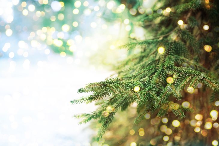Най-важното, което трябва да знаете за "живите" елхи тази Коледа