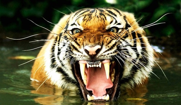Страховити кадри показват как тигър подгони туристи (ВИДЕО)