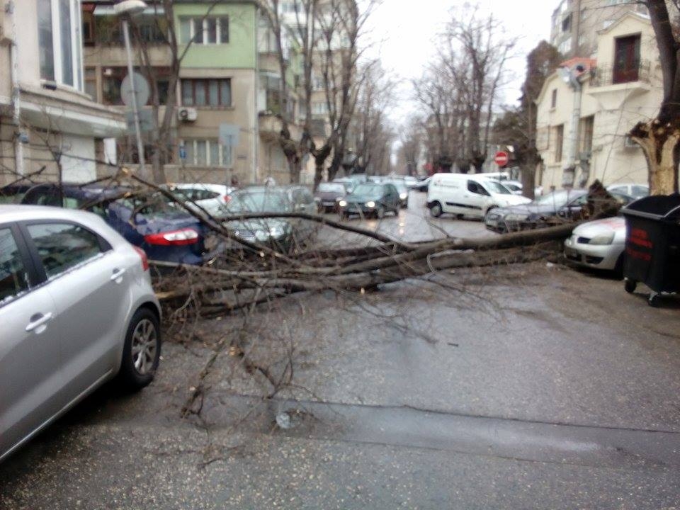 Разцепено дърво потроши коли и блокира улица във Варна (СНИМКИ)