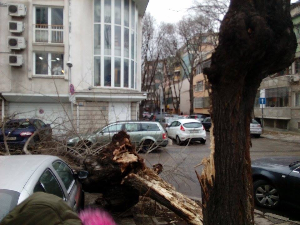 Разцепено дърво потроши коли и блокира улица във Варна (СНИМКИ)