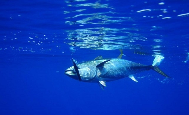 Каква сделка?! 200-килограмова риба тон се продаде за над 600 000 долара в Токио