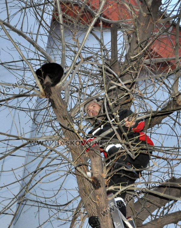 Коте в Хасково бедства три дни в студа на 8-метрово дърво (СНИМКИ)