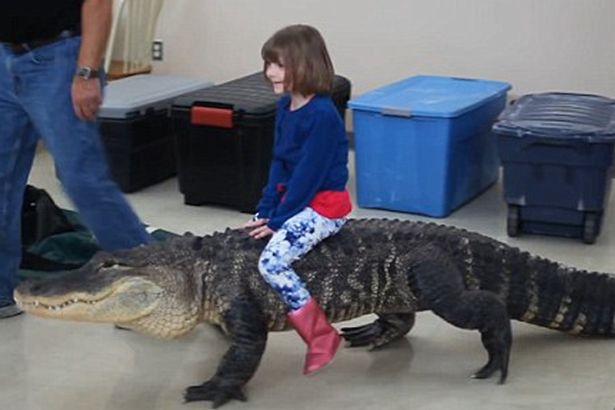 Шокиращо ВИДЕО: Момиченце язди алигатор на детско парти