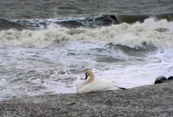 Очевидец сигнализира: Лебед бедства край Бургас, на предела на силите си е (СНИМКА)