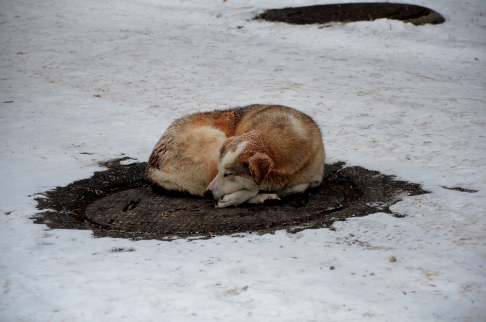 Десетки трупове на кучета лежат по пернишките улици, започва разследване