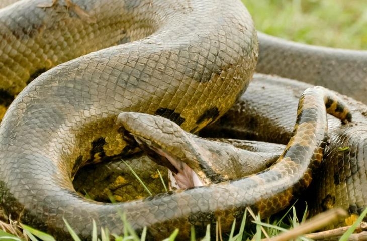 Шаш в Батановци: Разглобиха Опел заради змия, влечуго изпълзя на детска площадка