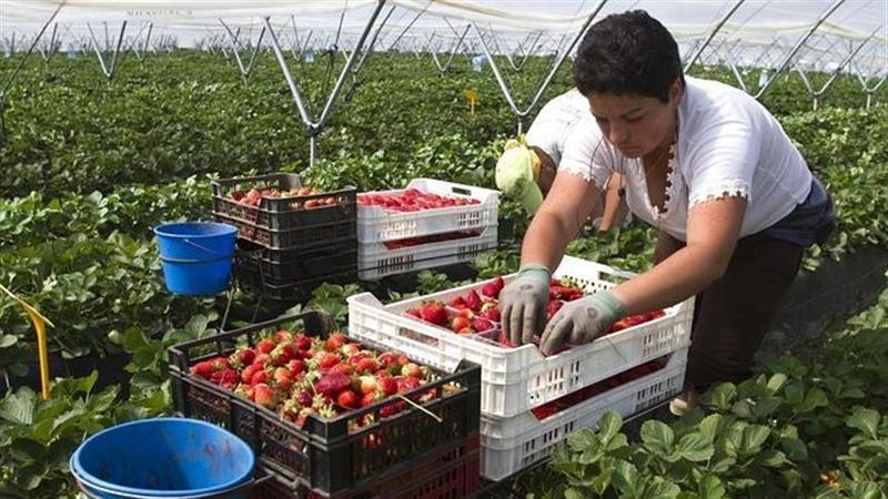 Агенцията по заетостта набира берачки на ягоди в Испания с чиста надница 38.70 евро