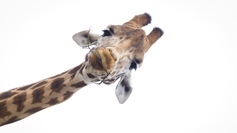 Палав жираф си провря главата в кола, за да открадне сладолед (СНИМКИ/ВИДЕО)