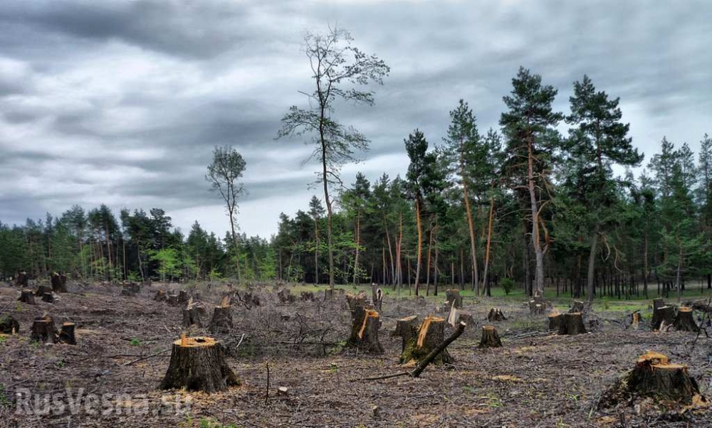 Пак прецакани: МВФ ще отпусне на Украйна 600 млн. евро срещу отмяна на мораториума за износ на дървесина