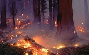 Чили обяви извънредно положение заради горки пожари