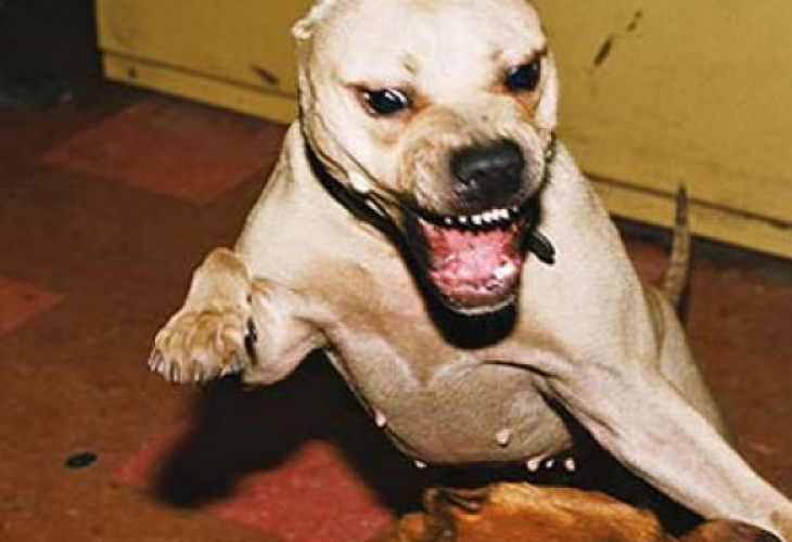 Ужас! Бесен питбул разкъсва кучета в Бургас