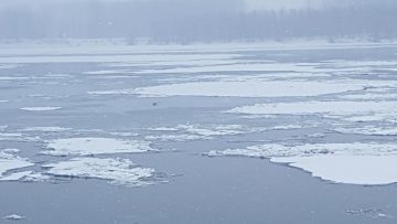 Печално: Опитен ловец се удави в Дунав, гонел патица по леда