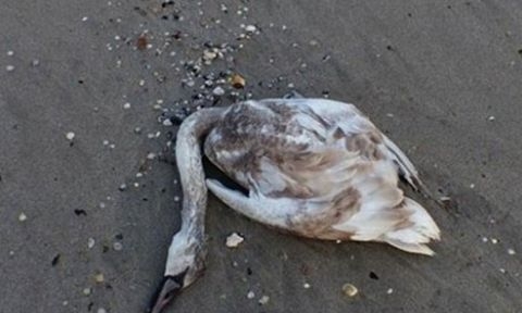 Птичият грип уби 4 лебеда 
