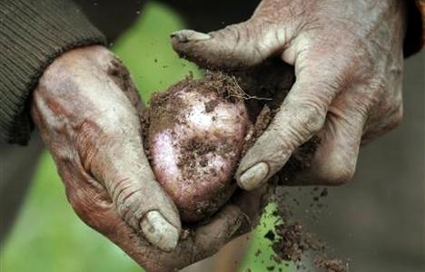 Полезно: Погрижете се за картофите за посев 