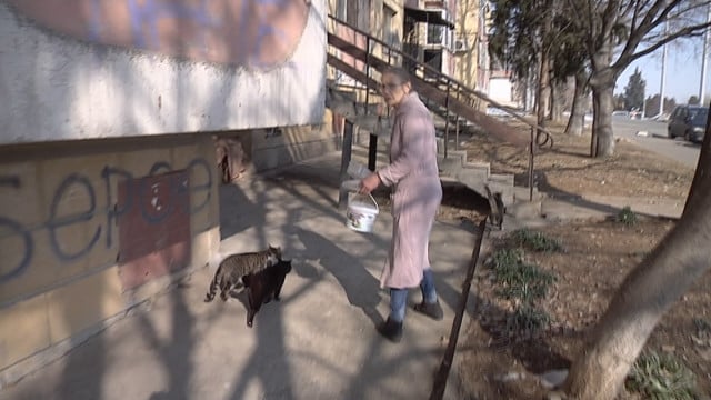 100 лв. глоба за пенсионерка, защото храни бездомни кучета и котки 