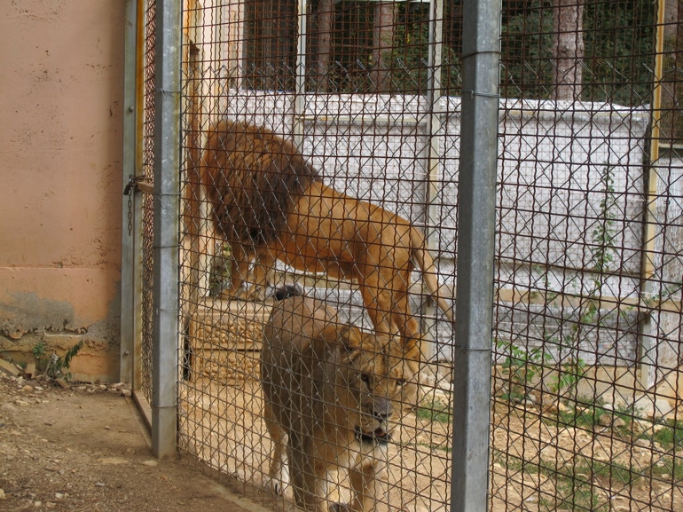Лъвица избяга от клетката си в Стара Загора