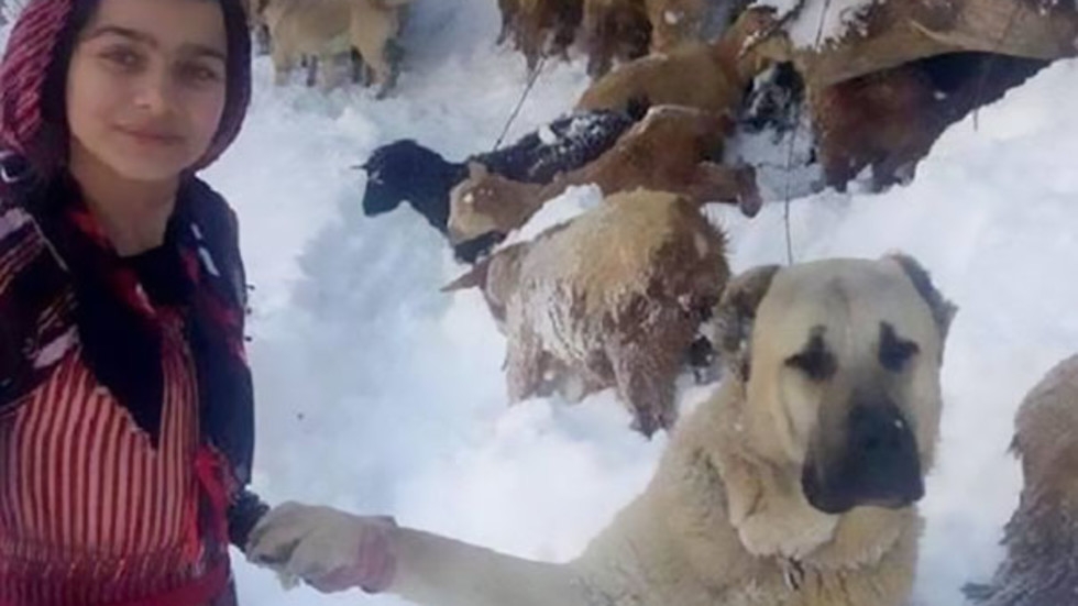 С раници на гърба: Дете и куче спасиха коза и бебето й от студа (СНИМКИ)
