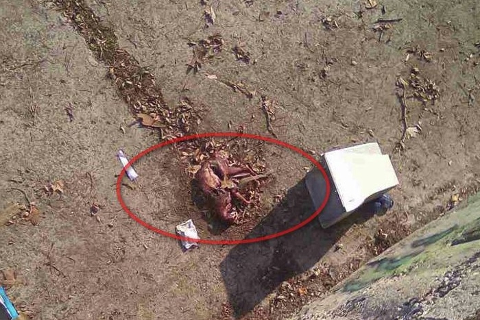 Зловеща находка в Айтос! Откриха одрани трупове на кучета (СНИМКИ 18+)