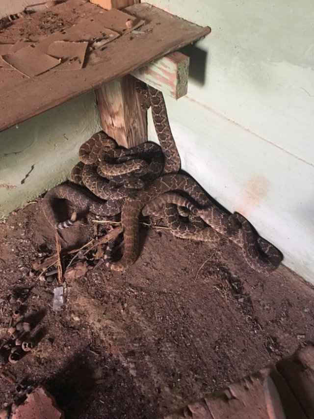 Зловеща находка! Семейство откри 24 гърмящи змии в дома си (ВИДЕО)