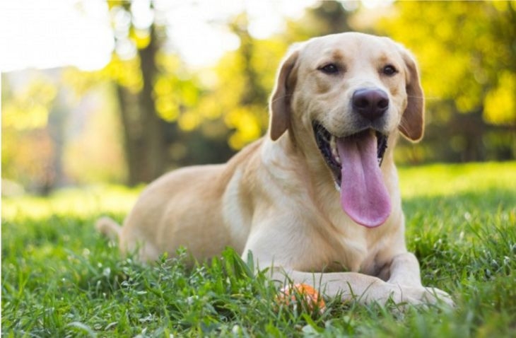 Цветен феномен: Лабрадор роди зелено кученце (СНИМКА)