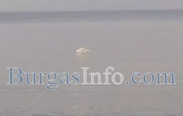 Лебед с клюмнала глава стресна бургазлии на Централния плаж, болен ли е? (СНИМКИ) 
