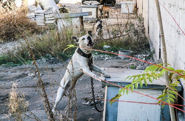 Бойни питбули препълниха приюта в Пловдив, няма място за уличните кучета