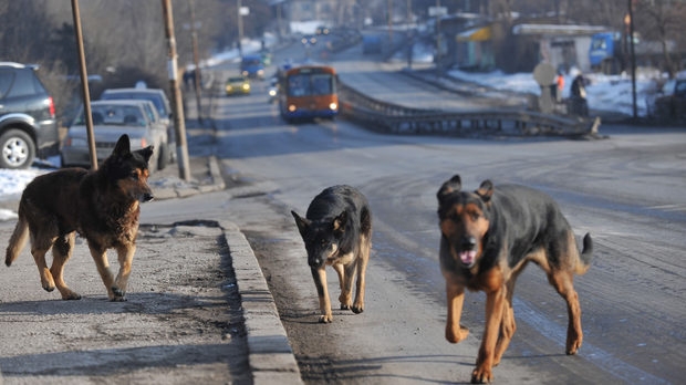 Бездомните кучета в София изчезват безследно, при това с хиляди (ВИДЕО)