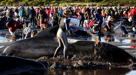 Над 400 кита заседнаха на плаж в Нова Зеландия