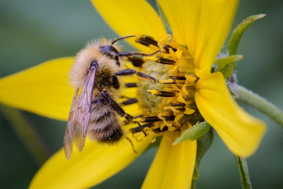 Миниатюрни дронове ще вършат работата на пчелите