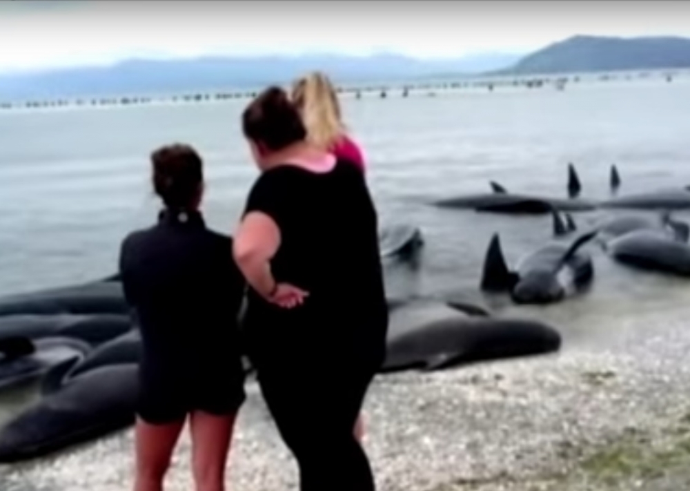 Нови 240 кита заседнаха на новозеландски плаж (ВИДЕО)