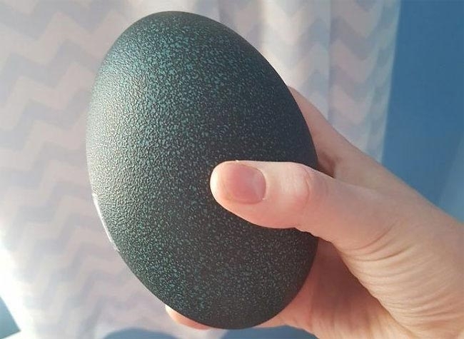 Жена купи в интернет това яйце, държа го 47 денонощия в инкубатор и се пръкна нещо, което никой не очакваше (СНИМКИ)