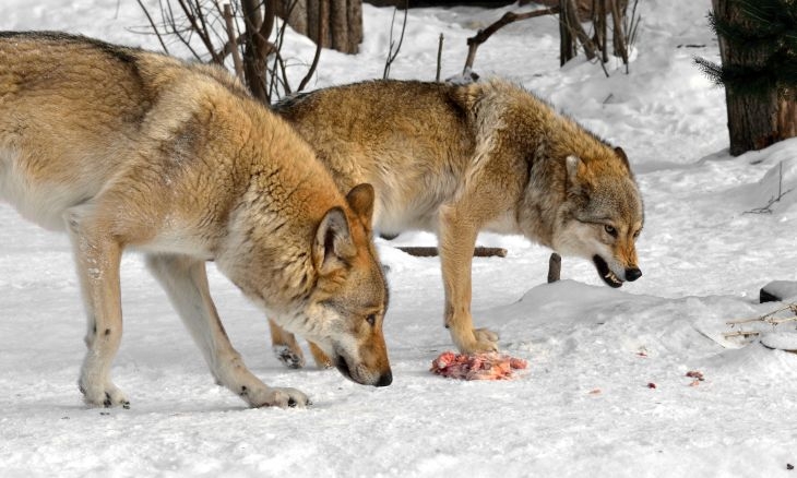 Сензация! Откриха глава на вълк отпреди 32 000 години (СНИМКА)