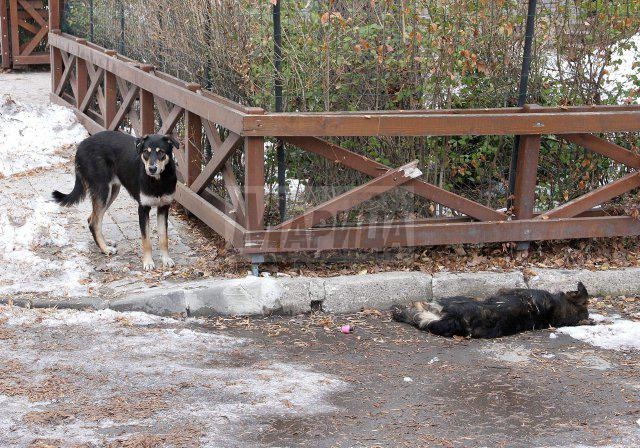 Така е в европейската столица на културата: Трети ден куче пази трупа на приятелката си на улица в Пловдив (ПОКЪРТИТЕЛНИ СНИМКИ)