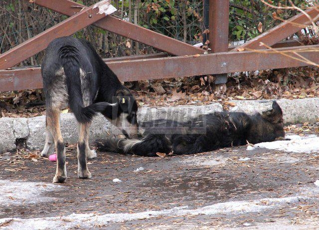 Така е в европейската столица на културата: Трети ден куче пази трупа на приятелката си на улица в Пловдив (ПОКЪРТИТЕЛНИ СНИМКИ)