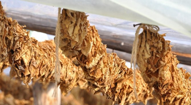 Гръцка фирма прецака наши тютюнопроизводители, дължи им над 1 милион лева