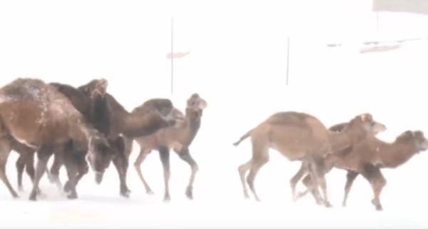 Пълен шаш! Камили се търкалят и танцуват на сняг в Турция (ВИДЕО) 