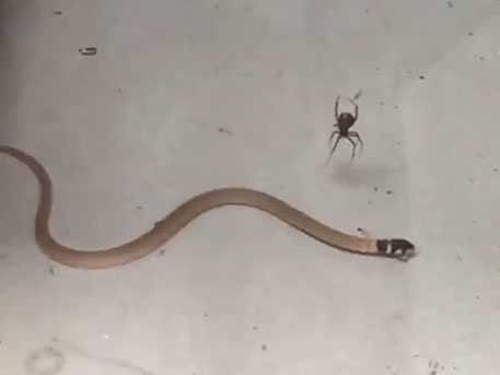 Уникални КАДРИ: Паяк убива и изяжда змия 