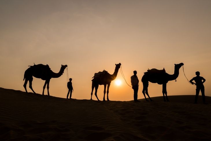 31 милиона долара раздават на конкурс за най-красиви камили в Саудитска Арабия