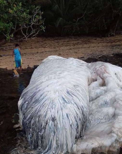 Океанът изхвърли странно чудовище на филипински остров (ВИДЕО)