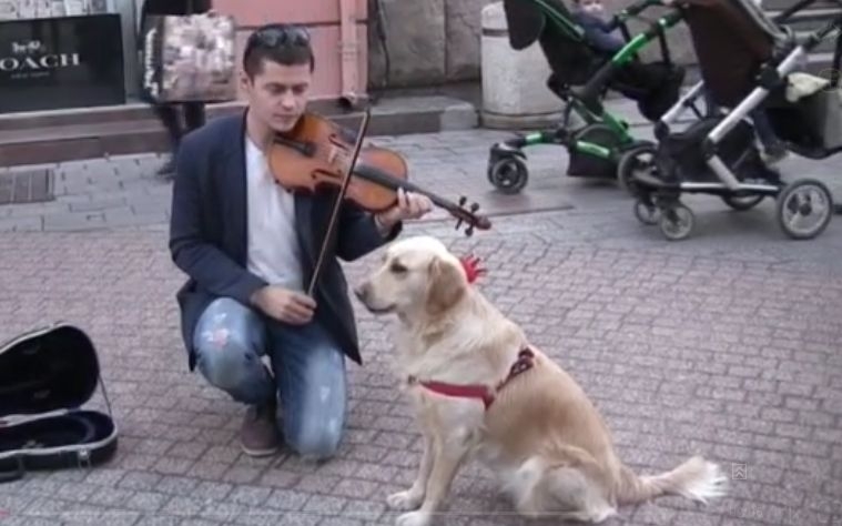 Това куче се превърна в атракция в центъра на Пловдив (ВИДЕО)