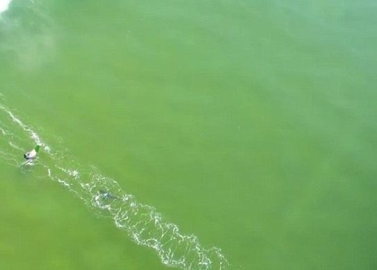 Кошмар от дълбините! Бяла акула следи и се нахвърля на сърфист (ВИДЕО) 
