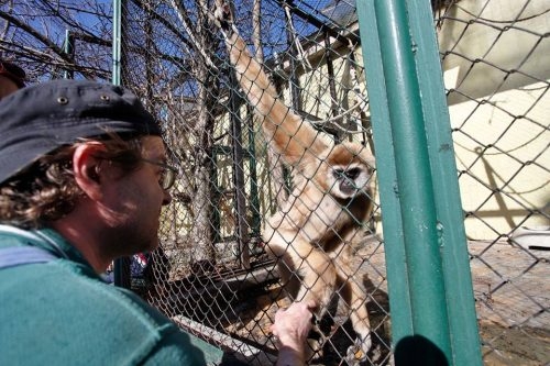 Столичният зоопарк търси булка на маймунката Алф 