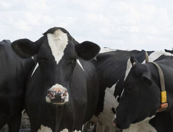 Разгневената Турция върна "проблемни" крави на Холандия, секва вноса на холандско месо
