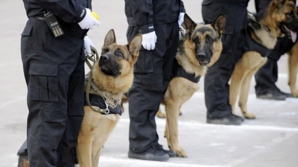 Гръмнаха полицейско куче, тичало 3 часа на пистата на летището в Сидни