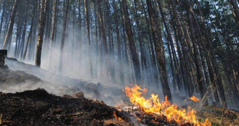 50-годишна борова гора изгоря при пожар до Стара Загора