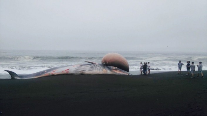 Мъртъв кит с огромна подутина на главата хвърли в шок туристите в Чили (СНИМКИ/ВИДЕО)