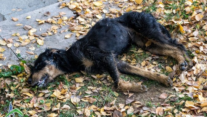 Изроди тровят с антифриз кучета и котки в бургаския „Изгрев”